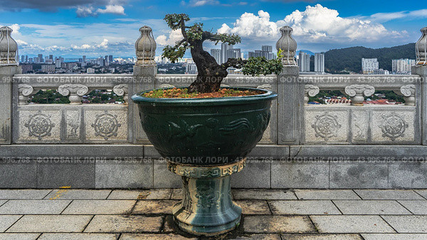 A dwarf bonsai tree grows in a decorative flower pot on the terrace of a Chinese temple. A panorama of the city is visible behind a stone fence: skyscrapers against a blue sky and clouds. Malaysia. Стоковое фото, фотограф Вера Ивановна Кубарева / Фотобанк Лори
