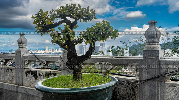 A dwarf bonsai tree grows in a pot by a stone fence. Ornaments on the railing. A bizarrely curved trunk and crown against the panorama of the city and a blue sky with clouds. Malaysia. Penang. Стоковое фото, фотограф Вера Ивановна Кубарева / Фотобанк Лори
