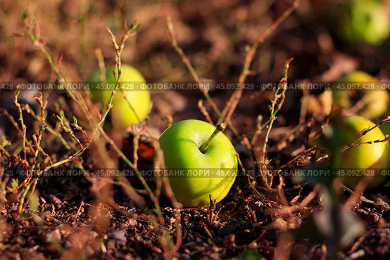 A few small green apples are lying on the ground among branches and yellow grass. Стоковое фото, фотограф Маргарита Розова / Фотобанк Лори