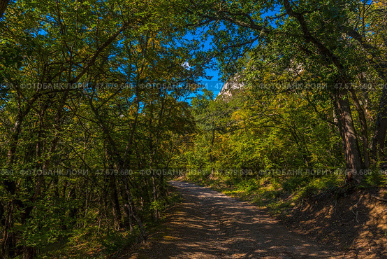A forest road stretching into the distance and surrounded by dense green trees. The foliage of the trees shimmers in different shades of green, yellow and gold, creating a feeling of early autumn. The road is covered with fine gravel, and the sunlight breaks through the crown of the trees, casting beautiful shadows on the surface.The tree branches create a kind of natural tunnel, emphasizing the solitude and silence of the place. This is a typical landscape of the Crimean forests, perhaps somewhere in the vicinity of the Baydarskaya Valley, Inkerman or other natural areas surrounding Sevastopol. Стоковое фото, фотограф Анна Кривицкая / Фотобанк Лори