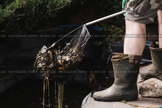 A gardener cleans a decorative pond from foliage and dirt. Construction and cleaning of an ornamental pond in the garden. Landscape design. Стоковое фото, фотограф Photojuli / Фотобанк Лори