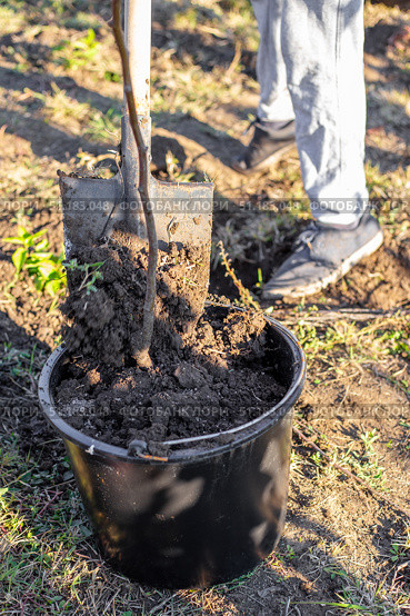A gardener fills a black pot with soil using a shovel in preparation for planting a tree sapling. Стоковое фото, фотограф Коханова Наталья / Фотобанк Лори