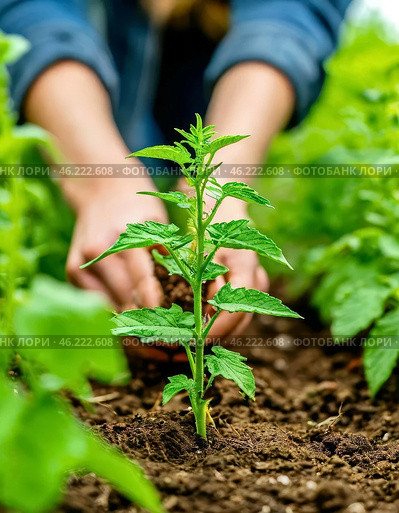 A gardener plants tomato seedlings in the ground for a future harvest. Стоковое AI-изображение, AI-художник Сергей Елизарьев / Фотобанк Лори