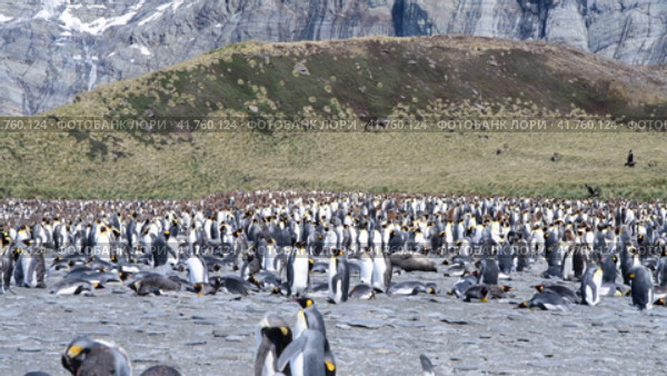 A giant King Penguin Colony at Gold Harbour, South Georgia Island. Стоковое видео, видеограф Vladimir / Фотобанк Лори