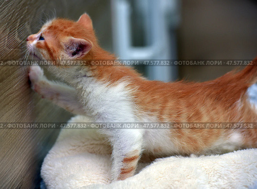 A ginger and white kitten in profile reaches out to a wooden wall, exploring its surroundings. Its paws are pressed against the surface, its tail is raised, and its fur is slightly ruffled. The kitten is standing on a soft light-colored blanket, the background is blurred. The photo perfectly conveys the moment of activity, curiosity, and the first attempt to interact with the world. Стоковое фото, фотограф Анна Кривицкая / Фотобанк Лори