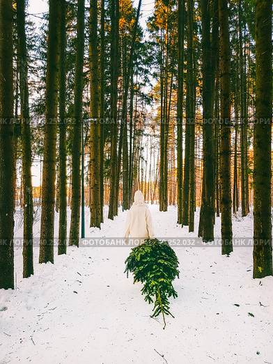 A girl in a white fur coat drags a Christmas tree from the forest on a winter day. Стоковое фото, фотограф Андрей С / Фотобанк Лори