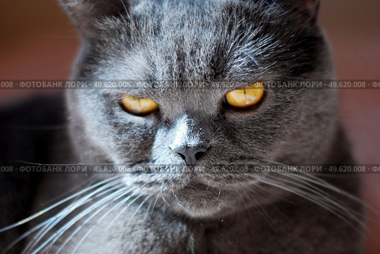 a gray cat of British or Scottish breed lies on the bed in the light from the window. Стоковое фото, агентство Ingram Publishing / Фотобанк Лори