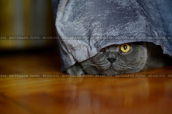 a gray cat of British or Scottish breed lies on the bed in the light from the window. Стоковое фото, агентство Ingram Publishing / Фотобанк Лори