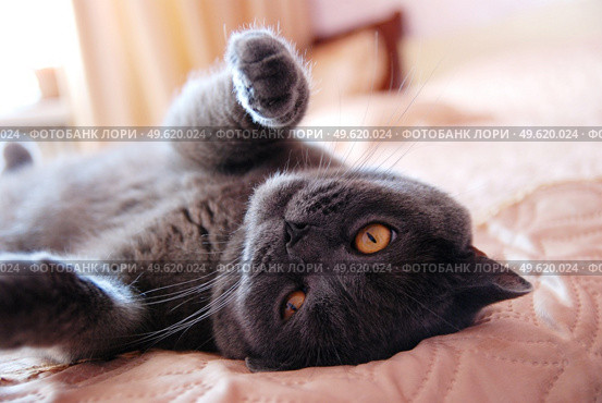 a gray cat of British or Scottish breed lies on the bed in the light from the window. Стоковое фото, агентство Ingram Publishing / Фотобанк Лори