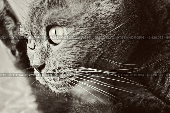 a gray cat of British or Scottish breed lies on the bed in the light from the window. Стоковое фото, агентство Ingram Publishing / Фотобанк Лори