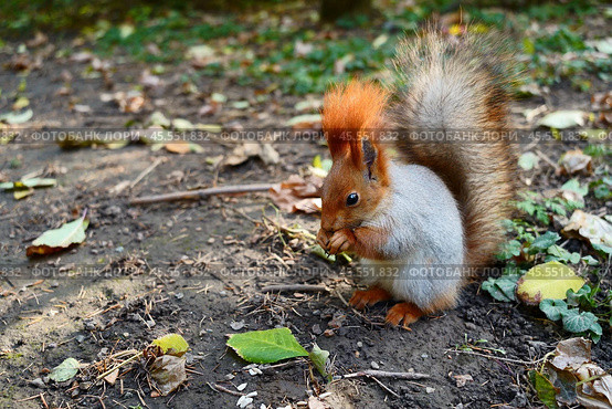 A gray red squirrel on the ground among the leaves eats a nut. Стоковое фото, фотограф Abakumova Ekaterina / Фотобанк Лори