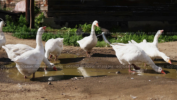 A group of geese can be observed foraging for food near a puddle in a tranquil rural setting. Стоковое фото, фотограф David Kashakhi / Фотобанк Лори