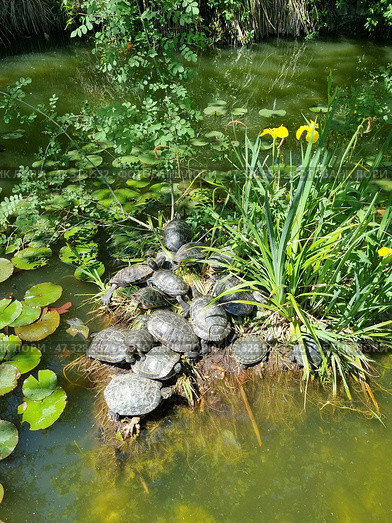 A group of turtles basking on a small island among green vegetation and yellow irises in a pond. The water is a turbid green, with round water lily pads floating. The turtles are crowded together on dry land: some are lying on top of each other, others are crawling, and others are resting in the sun. Around them are thickets, aquatic plants and dense greenery, creating the atmosphere of a secluded natural corner. Стоковое фото, фотограф Анна Кривицкая / Фотобанк Лори
