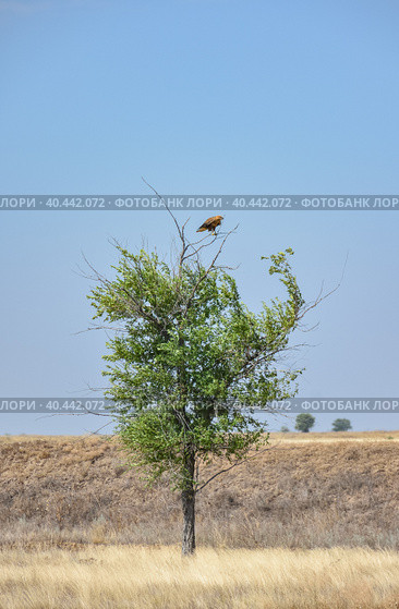 a hawk sitting on a tree in a field. Стоковое фото, фотограф Олег Спиридонов / Фотобанк Лори