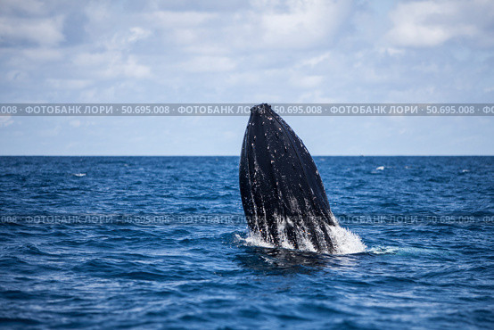 A humpback whale begins to breach out of the Atlantic Ocean. Стоковое фото, фотограф Ethan Daniels/Stocktrek Images / ТАСС / Фотобанк Лори
