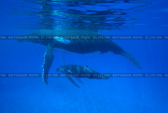 A humpback whale (Megaptera novaeangliae) mother and calf, Tonga Islands, South Pacific. VW Pics/Stocktrek Images/TASS. Стоковое фото, агентство ТАСС / Фотобанк Лори
