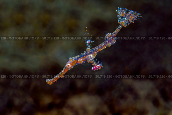 A juvenile ornate ghost pipefish (Solenostomus paradoxus) Стоковое фото, фотограф Bruce Shafer/Stocktrek Images / ТАСС / Фотобанк Лори