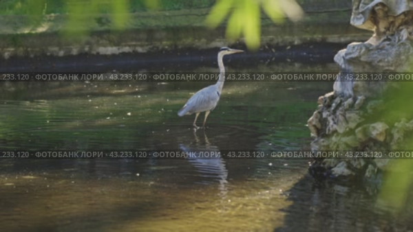 A large bird - white heron - is standing in the water. Стоковое видео, видеограф Константин Шишкин / Фотобанк Лори