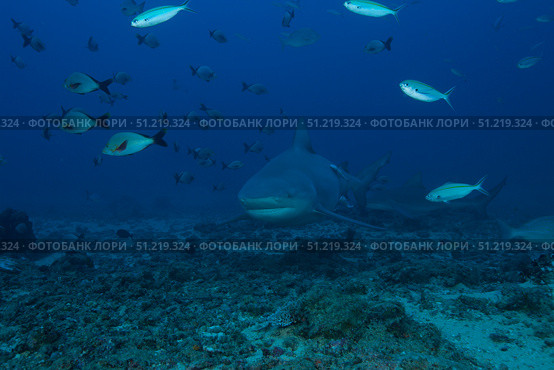 A large bull shark at The Bistro dive site in Fiji. Terry Moore/Stocktrek Images/TASS. Стоковое фото, агентство ТАСС / Фотобанк Лори