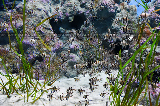 A large group of Banggai cardinalfish Pterapogon kauderni swims among green algae in a public aquarium in Singapore. Distinct black stripes and long fins. Стоковое фото, фотограф Татьяна Терехина / Фотобанк Лори