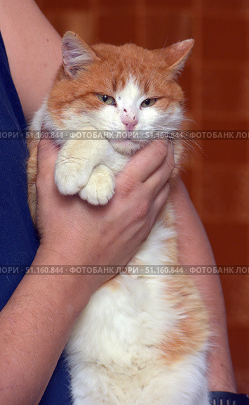 A large red and white cat in the hands of a man. The cat has thick fluffy fur and an expression of calm discontent on its face. Its eyes are slightly narrowed, its ears are pressed back, and its paws are relaxed on the owner's hand. Orange-brown tiles are visible in the background, which adds a warm shade to the photo. This shot conveys the character of the cat - independent, slightly tired and reserved, but at the same time trusting the person who holds it in his arms. The photo is ideal for use in articles about pets, animal protection projects, cat care and their characters. Стоковое фото, фотограф Анна Кривицкая / Фотобанк Лори