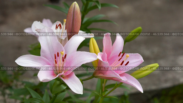 A lily bush with delicate pink flowers and buds. Close-up. Macrophotography. Стоковое фото, фотограф Роман Дзюбало / Фотобанк Лори