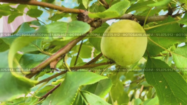 A lonely green apple on an old branch of an apple tree. Wiring from top to bottom. Стоковое видео, видеограф Ярославский Максим / Фотобанк Лори