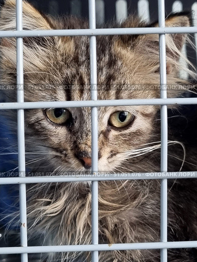 A long-haired tabby kitten with expressive yellow-green eyes, located behind the metal bars of the carrier. His fur is thick, with a dark brown and gray tiger pattern, his face is neat with dark edging of the eyes and nose. The kitten's gaze is focused and a little sad, which creates an emotional impression. The lighting is soft, allowing you to clearly see the texture of the fur and the details of the muzzle. The background is darkened, which emphasizes the animal and the bars. Стоковое фото, фотограф Анна Кривицкая / Фотобанк Лори