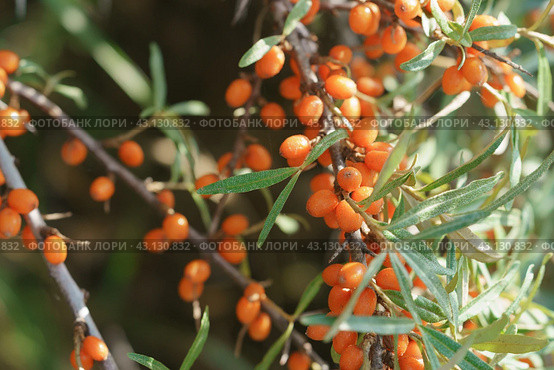 A lot of yellow berries of ripe sea-buckthorn on a bush with green leaves in summer day. Close up photography. Стоковое фото, фотограф YuryKara / Фотобанк Лори