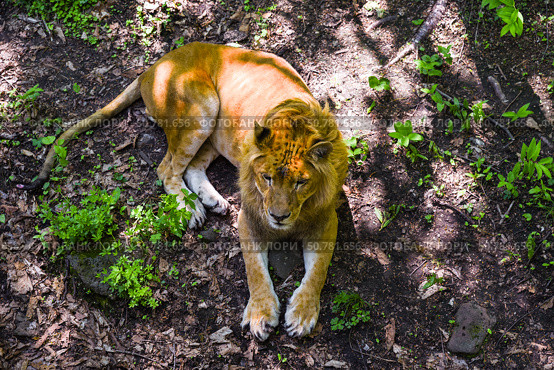 A majestic male lion lies on a forest floor covered with leaves and greenery. Captured in the natural habitat of Primorsky Krai, Russian Far East. Стоковое фото, фотограф Татьяна Терехина / Фотобанк Лори