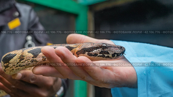 A man holds a snake in his hands. The boa constrictor's head lies in the palm of his hand. Mottled scaly skin, round eyes, tongue sticking out. Close-up. Madagascar. Kennel reptiles Peyriyar. Стоковое фото, фотограф Вера Ивановна Кубарева / Фотобанк Лори