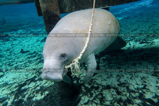 A manatee gnawing on the dock line at Fanning Springs State Park, Florida. Michael Wood/Stocktrek Images/TASS. Стоковое фото, агентство ТАСС / Фотобанк Лори