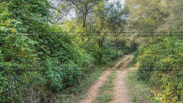 A narrow dirt safari road runs through the jungle. Ruts are visible. There are lush thickets of bushes and trees on the roadsides. India. Sariska National Park. Стоковое фото, фотограф Вера Ивановна Кубарева / Фотобанк Лори
