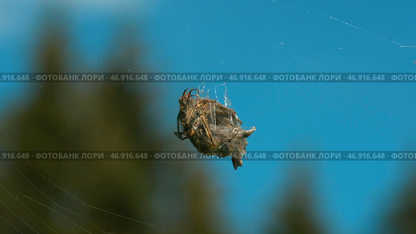 A natural web on which hangs a cocoon of insects and some tangled branches against the background of tall trees and a blue daytime sky. Стоковое фото, фотограф David Kashakhi / Фотобанк Лори
