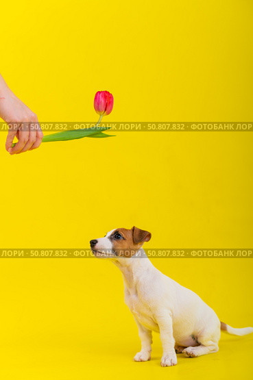 A naughty dog is jumping for a tulip in the studio on a yellow background. Funny puppy Jack Russell Terrier plays with his master and hunts for a Dutch flower. Стоковое фото, фотограф Михаил Решетников / Фотобанк Лори