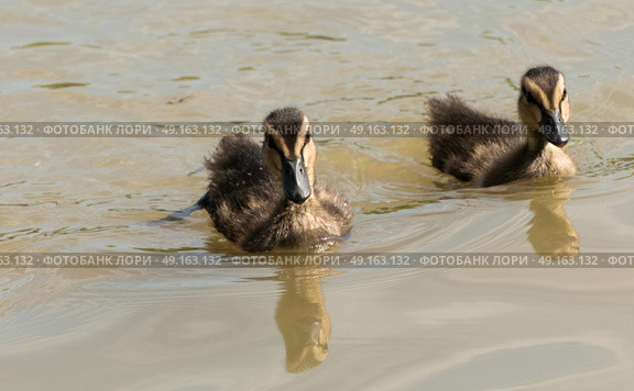 A pair of ducklings swimming along the river. Стоковое фото, агентство Ingram Publishing / Фотобанк Лори
