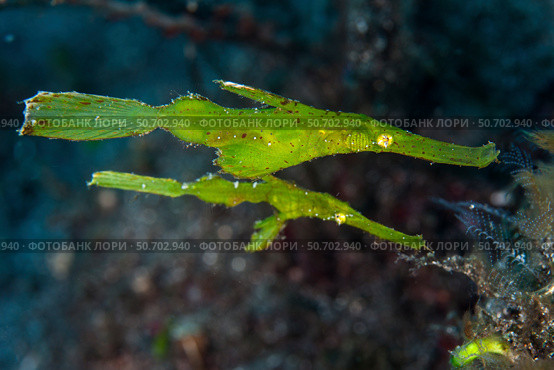 A pair of robust ghost pipefish in Komodo National Park, Indonesia. Стоковое фото, фотограф Ethan Daniels/Stocktrek Images / ТАСС / Фотобанк Лори