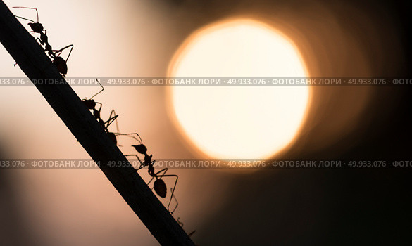 A parade of ants. Стоковое фото, агентство Ingram Publishing / Фотобанк Лори