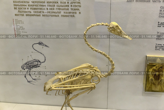 A photograph of a bird skeleton on display at a natural history museum. The exhibit demonstrates the features of the bone structure: an elongated curved neck, a light skull, a rib cage and wings, as well as legs. In the background you can see a schematic drawing with labels of the parts of the skeleton and a text description. The skeleton is mounted on a stand and is used for educational purposes to study the anatomy and evolution of birds. The image is suitable for illustrating scientific materials, textbooks, articles on biology, paleontology and zoology, as well as for use in educational projects. (2015 год). Редакционное фото, фотограф Анна Кривицкая / Фотобанк Лори