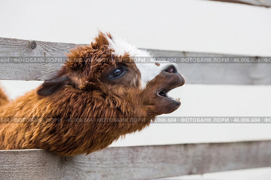 A picturesque scene, a brown llama in a pen. The concept of animal husbandry and rural life. Portrait of a smiling lama in the fresh air. Close-up. A pet on a private eco-farm. Agricultural industry. Стоковое фото, фотограф Photojuli / Фотобанк Лори