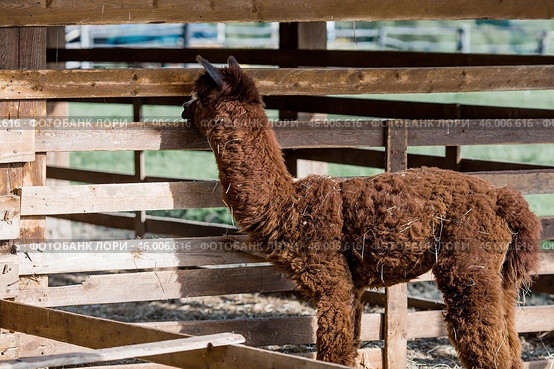 A picturesque scene, a brown llama in a pen. The concept of animal husbandry and rural life. Portrait of a smiling lama in the fresh air. Close-up. A pet on a private eco-farm. Agricultural industry. Стоковое фото, фотограф Photojuli / Фотобанк Лори