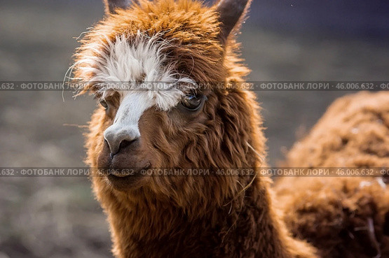A picturesque scene, a brown llama in a pen. The concept of animal husbandry and rural life. Portrait of a smiling lama in the fresh air. Close-up. A pet on a private eco-farm. Agricultural industry. Стоковое фото, фотограф Photojuli / Фотобанк Лори