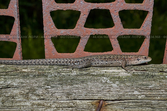 A quick or ordinary lizard basks in the garden on the board of an old fence. Quick lizard, or an ordinary lizard (lat. Lacerta agilis is a species of lizard from the family of true lizards. Стоковое фото, фотограф Андрей Жигальцов / Фотобанк Лори