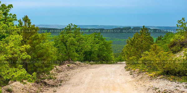 A quiet, secluded forest road in Crimea, going down among lush greenery. The whole scene is permeated with an atmosphere of peace and freshness. On both sides of the road are pine trees, oaks and bushes, in the grass here and there yellow wildflowers are visible. In the distance are green forest hills, and even further, behind them, is the blue strip of the Black Sea and the contours of coastal settlements. The cloudy sky with a soft diffused light illuminates the landscape, making it especially rich and lively. Стоковое фото, фотограф Анна Кривицкая / Фотобанк Лори