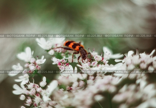 A red black striped fluffy beetle sits on a white flower on a green blurred background. Trichodes or bee beetle. Poisonous plant dog-parsley. Insects are predators, front view. Стоковое фото, фотограф Марина Багрова / Фотобанк Лори