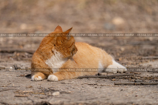 A red-haired cat on a walk on a sunny spring day. Стоковое фото, фотограф ~✿Eлена Челышева(Кочина)✿~ / Фотобанк Лори