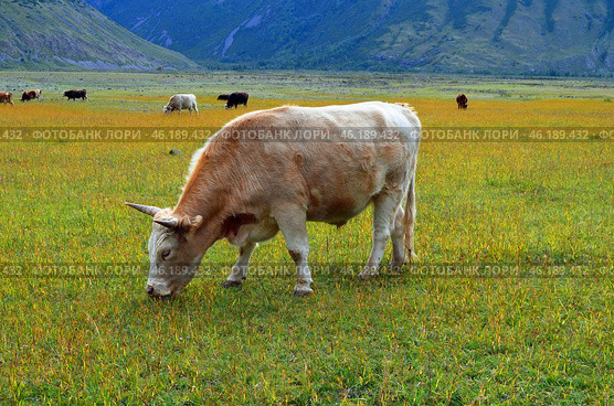 A red-haired, piebald bull grazes in a mountain valley. Стоковое фото, фотограф Staryh Luiba / Фотобанк Лори