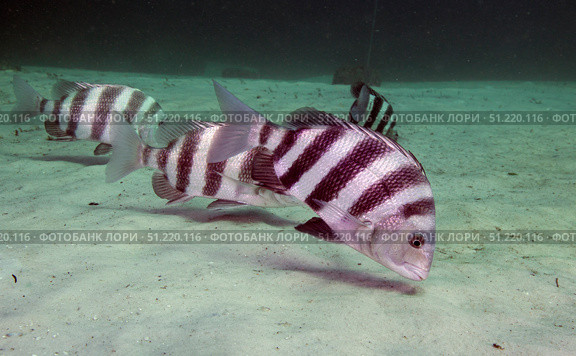 A school of Sheepshead feeding along the bottom of St. Andrew Bay, Florida. Michael Wood/Stocktrek Images/TASS. Стоковое фото, агентство ТАСС / Фотобанк Лори