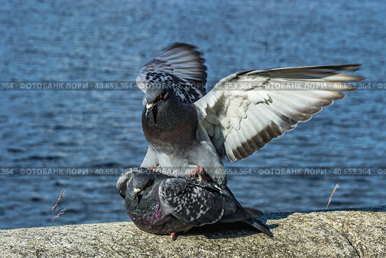A series of images. Two blue pigeons are sitting on a stone surface. Birds are engaged in a love game. They kiss and copulate. There is a water space in the background. Стоковое фото, фотограф Владимир Ендовицкий / Фотобанк Лори