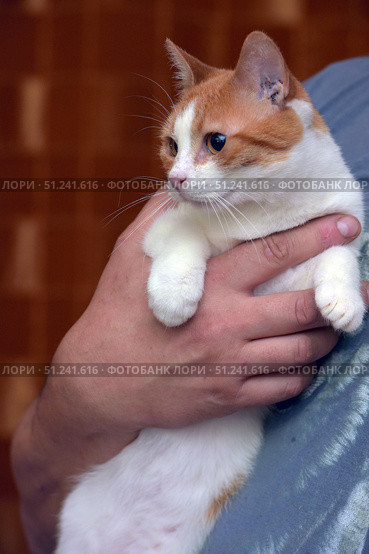 A short-haired cat of white and red color. The animal is in the arms of a person, which emphasizes its calm and trusting nature. The cat has expressive large eyes, a neat muzzle with a symmetrical pattern on the fur: a white stripe runs from the nose to the forehead, dividing the red areas. The paws are mostly white, the fur is smooth and well-groomed. The photo conveys home comfort and an atmosphere of care, suitable for use in topics related to pets, animal care, veterinary medicine, as well as in illustrations for pet stores and shelters. Стоковое фото, фотограф Анна Кривицкая / Фотобанк Лори